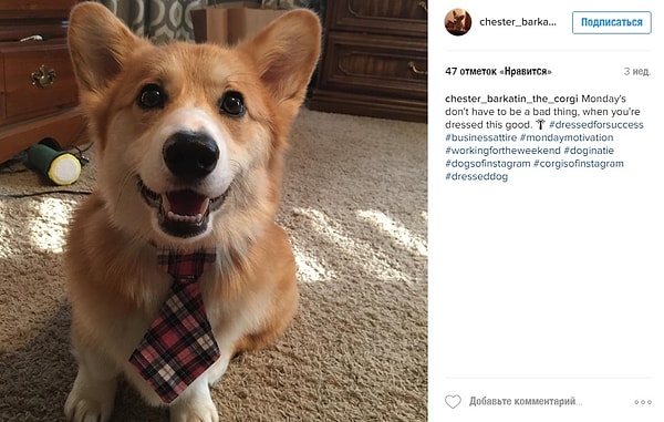 8. Куча снимков со своей собакой, только чтобы привлечь к себе внимание