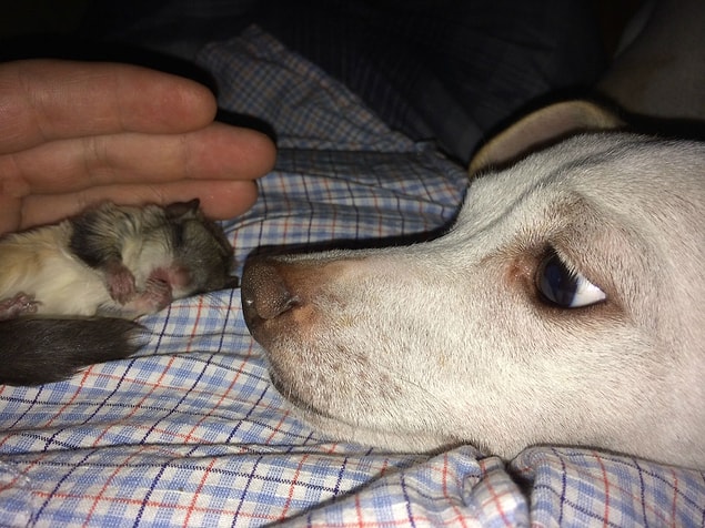 Biscuits had a new family and he had other pet siblings.