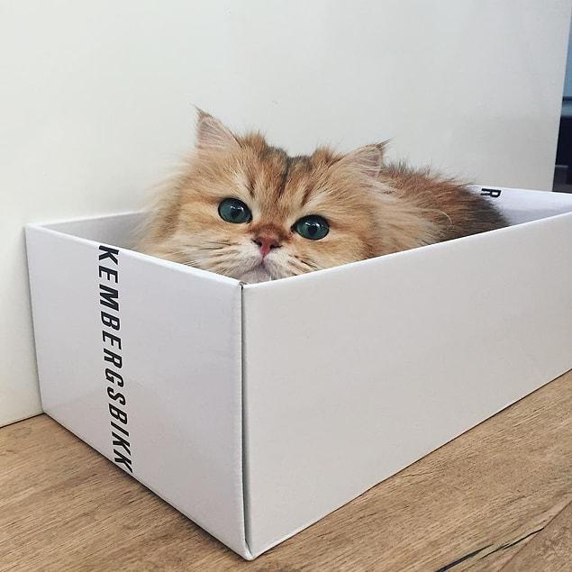 Smoothie is just like other cats when it comes to empty boxes!