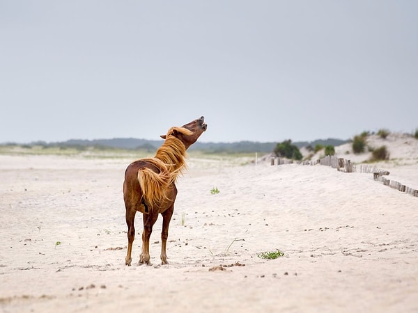 12. Пляж на острове Ассатиг, США.