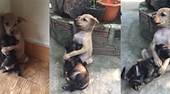 Kurtarıldıktan Sonra Bile Birbirine Sarılmayı Bırakmayan Minik Yavruların Mutlu Hikayesi