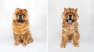 Birbirinden Tatlı 30 Köpeğin Banyodan Önceki ve Sonraki Sevimli Halleri