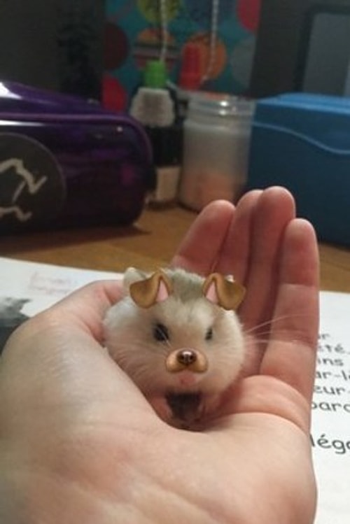 Zavallı hamster kimlik krizi yaşamak üzere kesin.