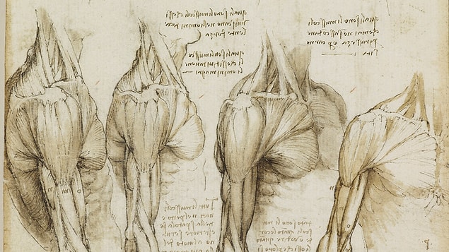 11. His work on the neck, arm and chest muscles.