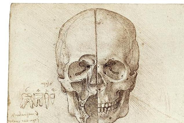 14. Skull and the teeth