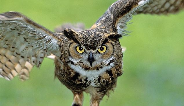 3. Owls