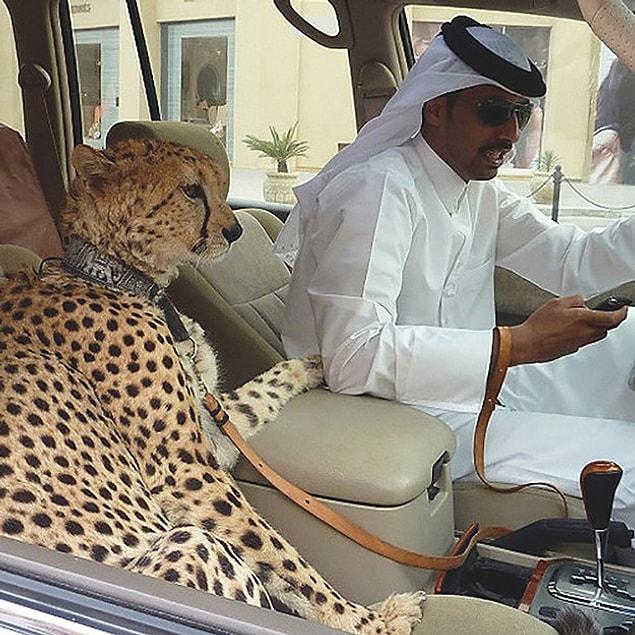 3. Cats are replaced with cheetahs in Dubai.