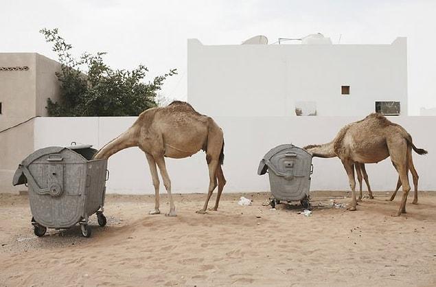 6. There're stray animals on the street.. (Sorry I meant CAMELS)