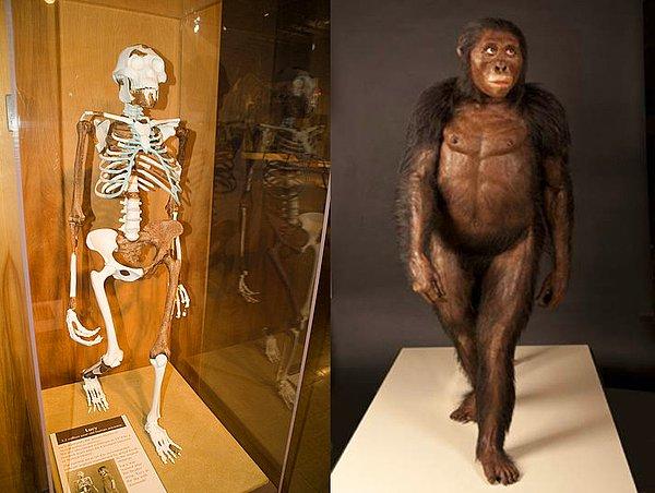 Ne gibi mi? Lucy, kafatası ve vücut ölçüleri olarak sıradan bir primat sınıflandırmasına girse de, leğen kemiği ve bacak kemiklerinin yapısı itibariyle modern insan özellikleri taşıyordu!