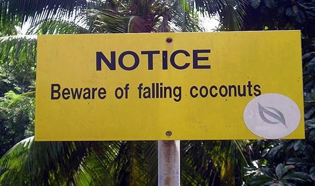14. The chance of a coconut falling on you and killing you is higher than a shark killing you in the world.