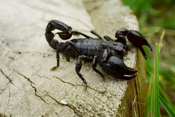 11. Скорпион: Его лучше оставить в покое