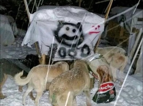 Yeni bir yuva bulacak kadar şanslı olmayan köpekler ise her hafta büyük bir heyecanla gönüllü dostlarını bekliyor.