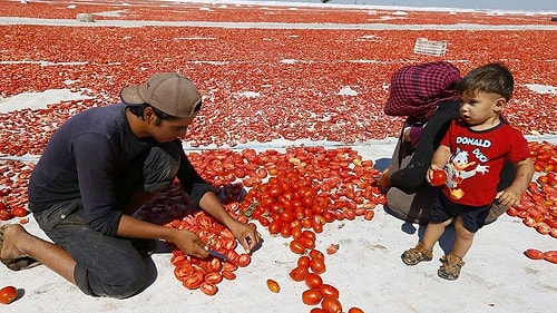 2016'nın 7 ayında 11 bine yakın kurutulmuş domates ihracatı yapıldı