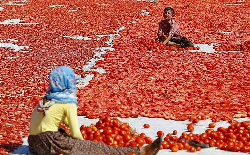 ABD, AB ülkeleri ve Japonya'ya ihracat yapılıyor