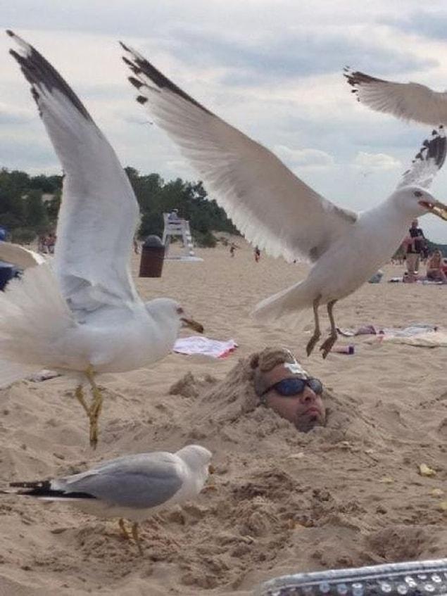 15. You definitely wouldn’t like to be a public restroom for the seagulls, would you?