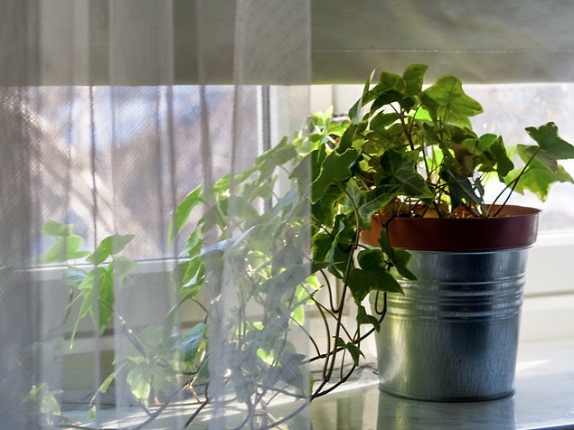 21. With a few pots, you can have the power of nature in your house.
