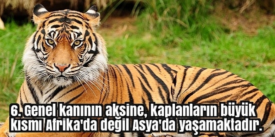 Asya Kıtası Hakkında Muhtemelen Daha Önce Hiç Duymadığınız 14 Çok İlginç Bilgi