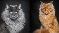 'Maine Coon' Irkından Dünyanın En Büyük Evcil Kedilerinin Yer Aldığı 21 Asil Portre!