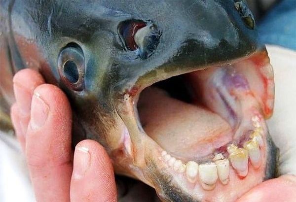 21. Это не фотошоп - у нее действительно такие зубы