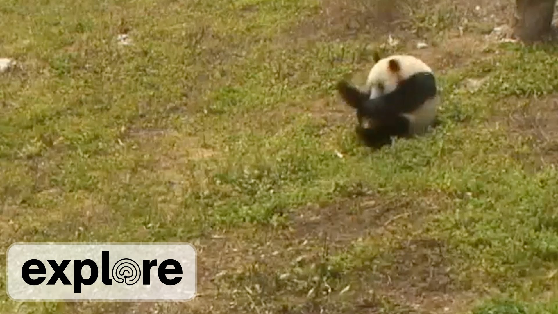 Ondan Mutlusu Yok! Çimenlerde Yuvarlanmaya Bayılan Bebek Panda