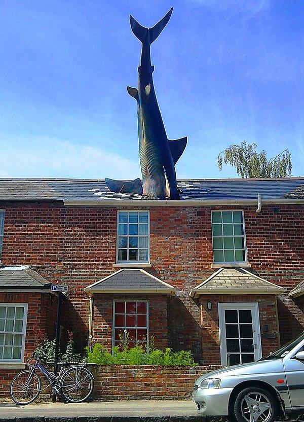 34. Köpek Balığı, Oxford, Birleşik Krallık
