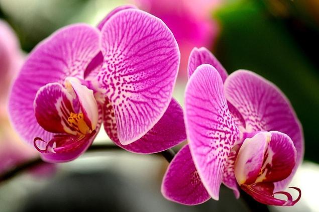 2. The word "orchid" is originated from the ancient Greek word "orkhis." As you can guess, Orkhis means testicles.
