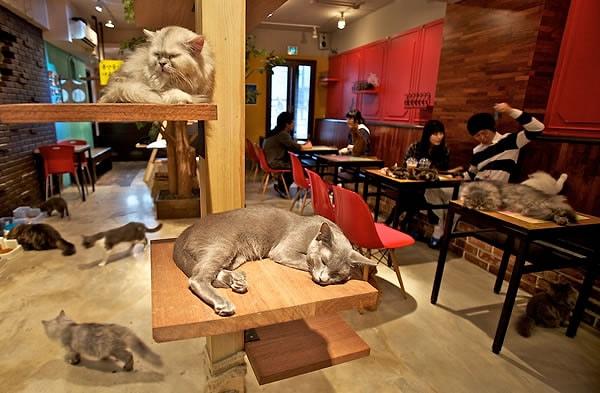 8. Japanese Cat Cafe, Japonya