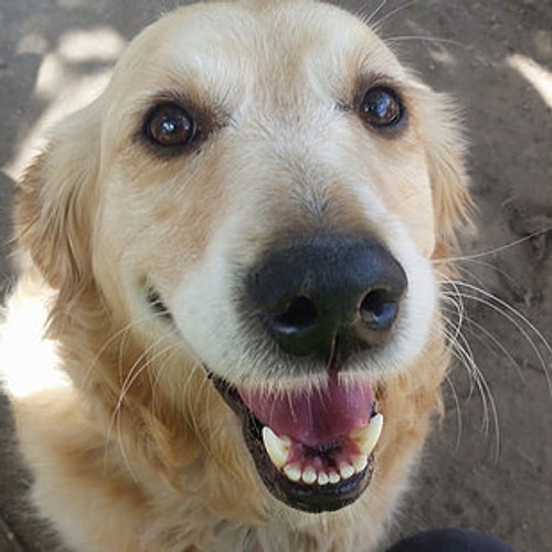 Avustralya'nın Brisbane kentinde posta dağıtan Studer, işi sırasında tanıştığı köpeklerin fotoğraflarını sık sık Facebook sayfasından paylaşıyor.