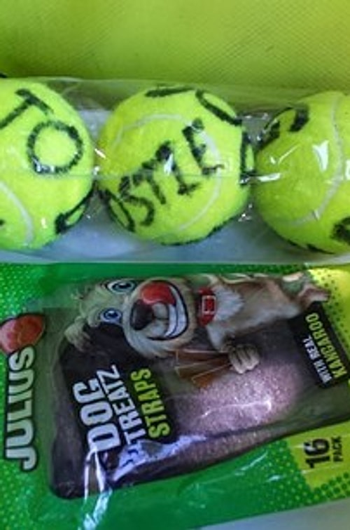 Struder köpeklere bayılıyor. Noel zamanı, Noel Baba giyinip köpeklere tenis topu ve köpek bisküvisi bile dağıtıyor.
