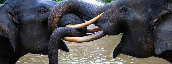 11. Sumatran Elephant