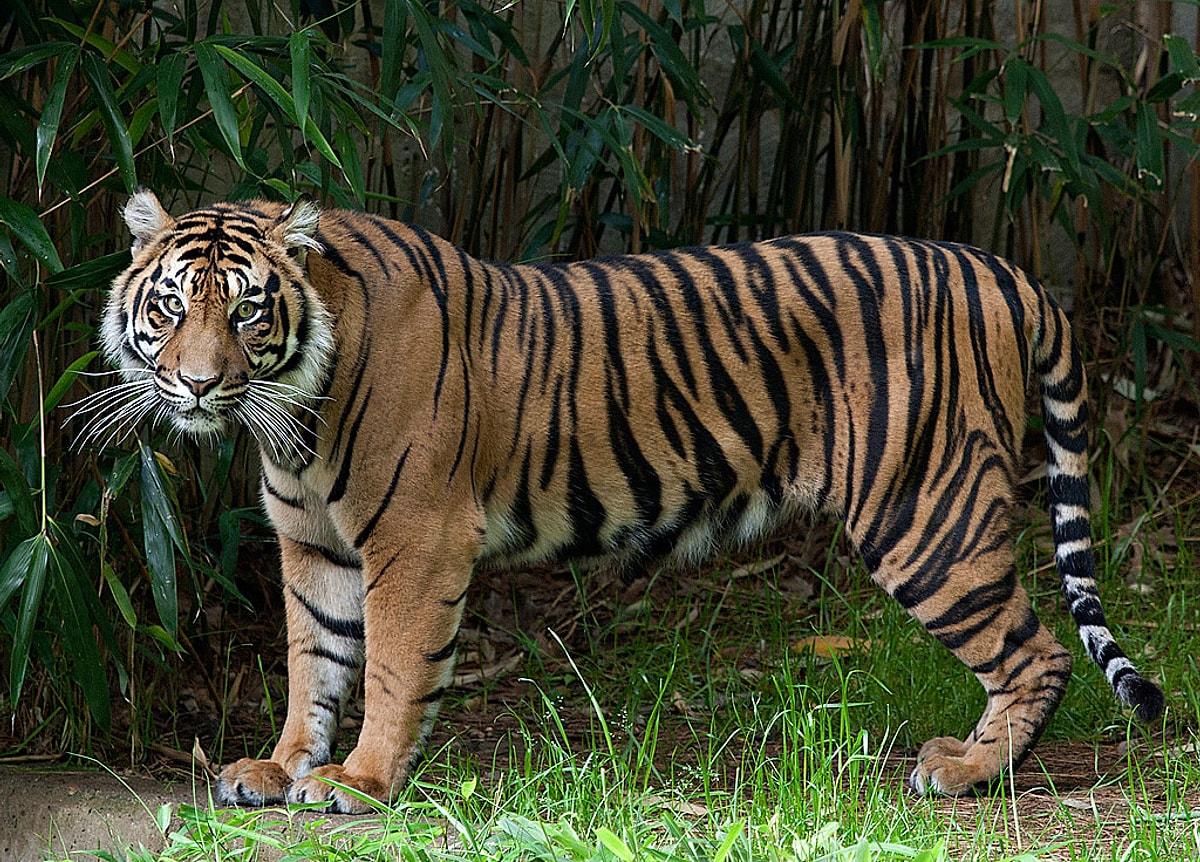 17 Animal Species On The Verge Of Extinction - Onedio