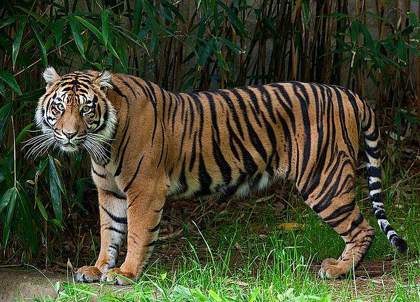 14. Sumatran Tiger