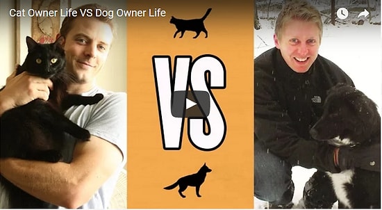 Кошатники и собачники. Кому живется лучше?