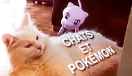 Kediler vs Pokemon: Kediler Pokemon GO Oynasaydı Nasıl Olurdu?
