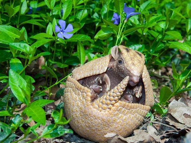 4. The word “Armadillo” means “little armored one” in Spanish.