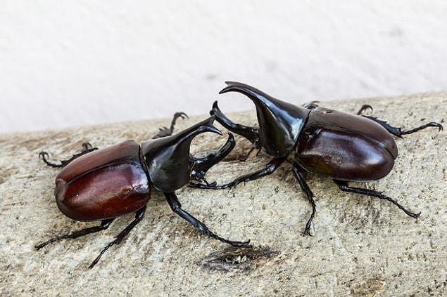 20. The Hercules beetle can grow up to the size of a human hand.
