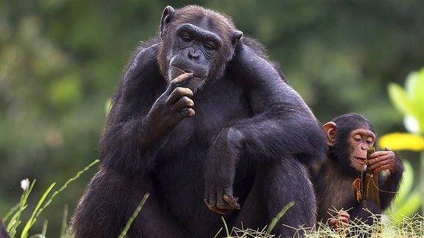 Rekabet ortamında, ödül çalan şempanzelere fiziksel saldırı