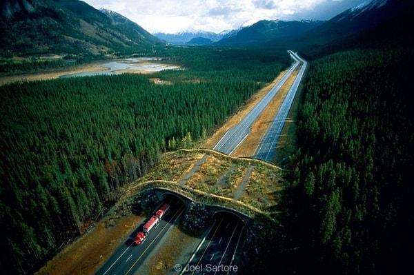 1. Ormanda yaşayan canlılar için yapılmış olan köprü, Kanada.