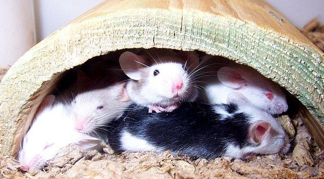 10. 1995 yılında yürütülen bir çalışma, kadınların da tıpkı fareler gibi genetik açıdan kendisinden farklı olan erkeklerin kokusunu tercih ettiğini gösteriyor.