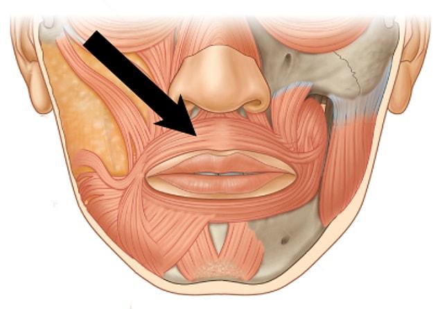 7. The ability to whistle is related to the ''orbicularis oris'' muscle around your upper lip.