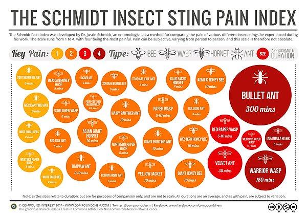 Böylece "Isırgan Böcekler için Schmidt Ağrı Ölçeği'' ni oluşturdu.