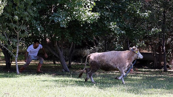 Antalya'da da sahibini 6 saat peşinden koşturan boğa sonunda yakalandı. Sahibi; "İlk kez düve kesecektik, tövbe ettim" dedi