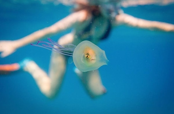 3. А вот это фото вы, вероятно, видели. Да, это именно она находится на фоне медузы с рыбкой в брюхе.