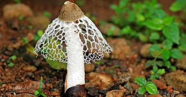 It's a fact that many mushroom types in this family are phallus shaped. The facts that this special type is grown on lava and it has bright colors make it sexier.