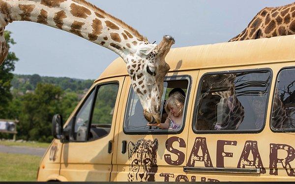 3. Kenya'da safariye çıkın ve zürafaları besleyin.