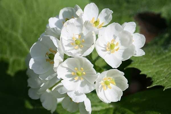 İskelet çiçeklerinin çok güzel ve eşsiz bir özellikleri var.
