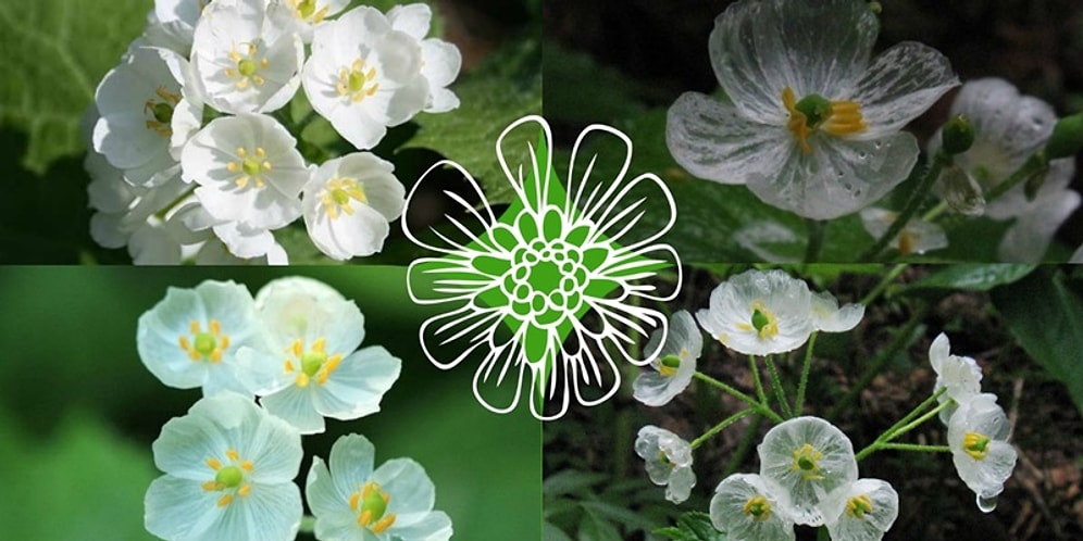 Yağmur Yağdığında Şeffaflaşıp Transparan Hale Gelen Bir Doğa Harikası: İskelet Çiçeği