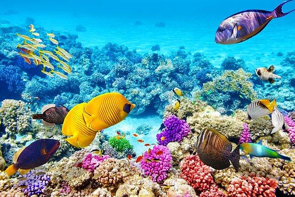 30. Büyük Set Resifi'nin muazzam renklerinin içinizi ısıtmasına izin verin.