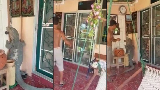 Eve Geldiğinde Komodo Ejderiyle Karşılaşan Adam