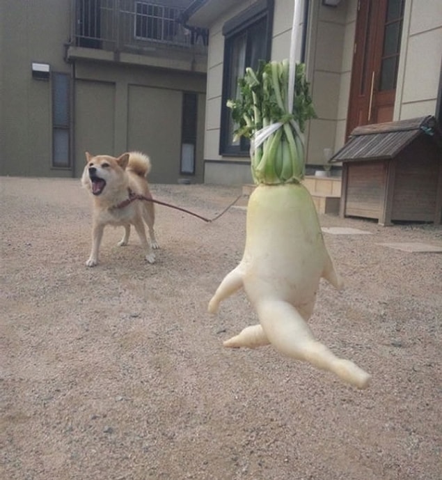 8. Escaping radish
